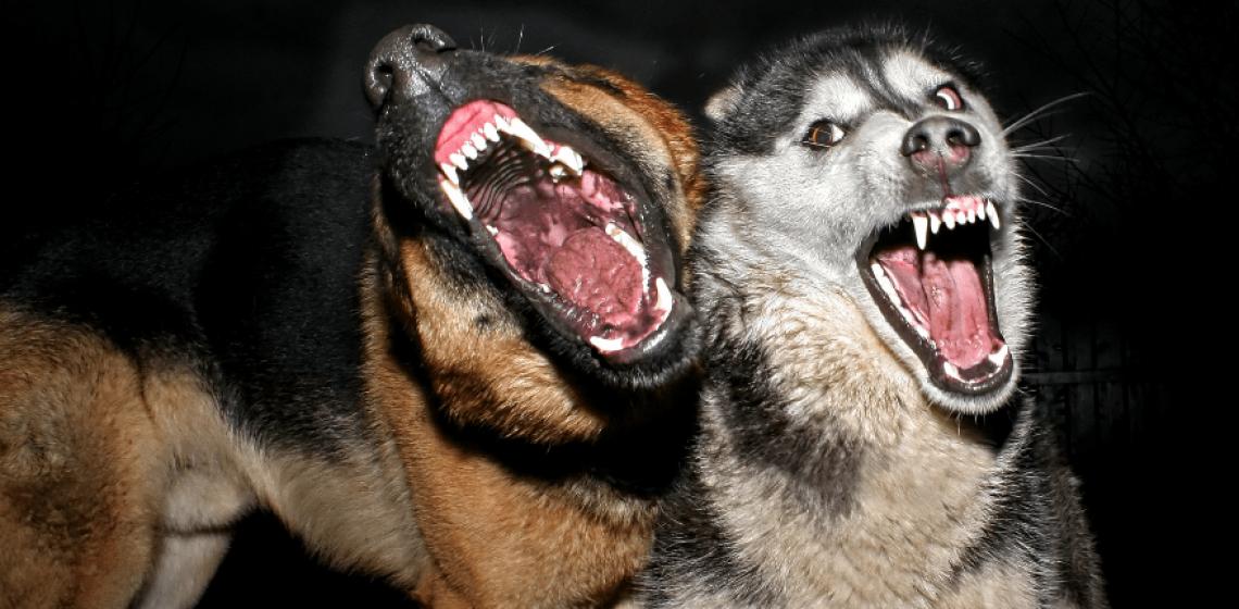 Мөрөөдлийн тайлбар: ууртай нохой - харанхуй мөрөөдөл