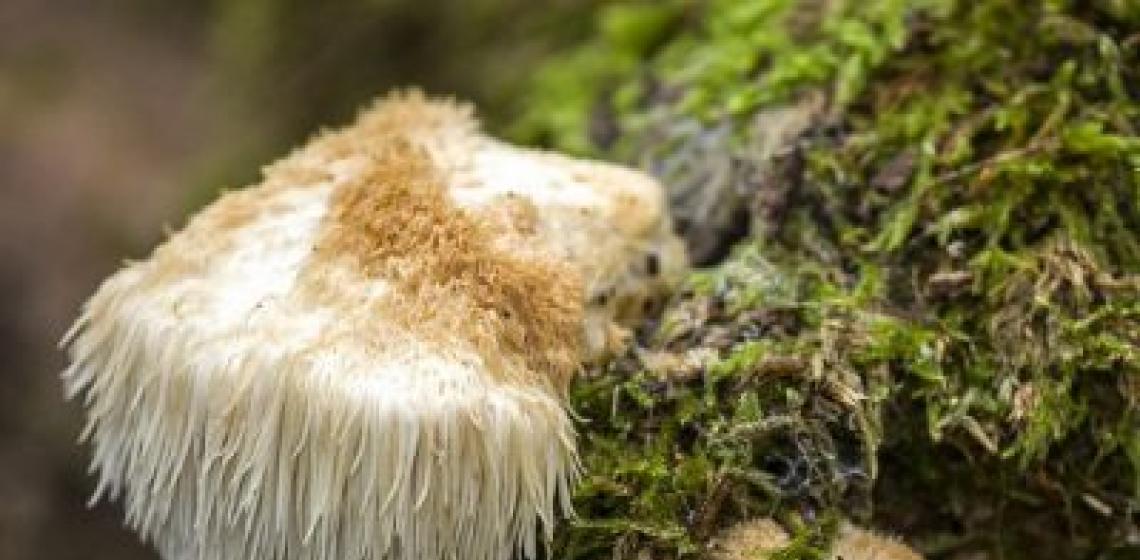 Cara menghilangkan jamur lendir dari tubuh dengan cara tradisional dengan cara menghilangkan kanker