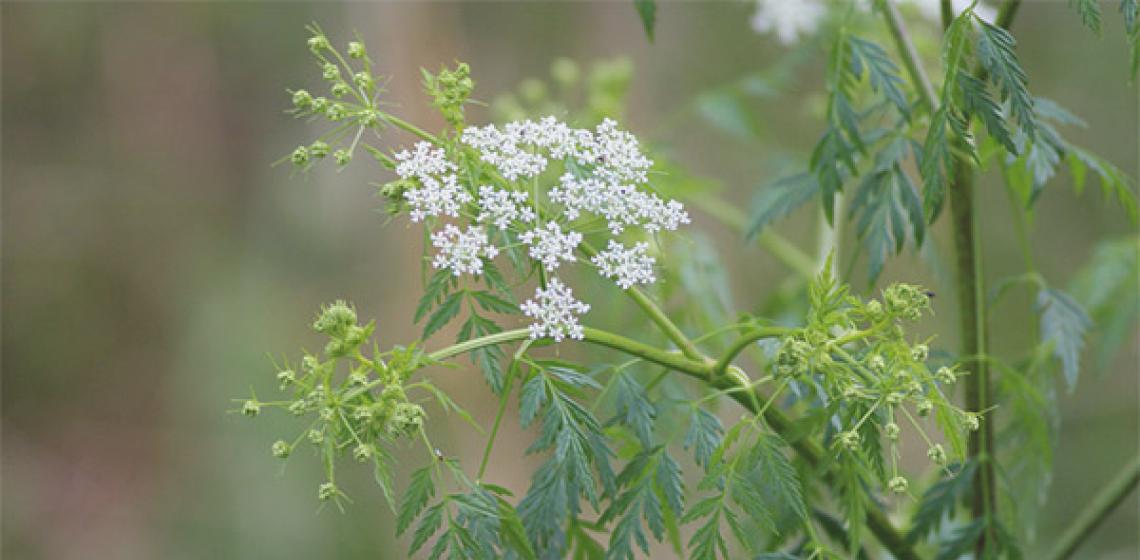 Hemlock - medicinal power and contraindications for herbs Hemlock medicinal power and contraindication for cancer